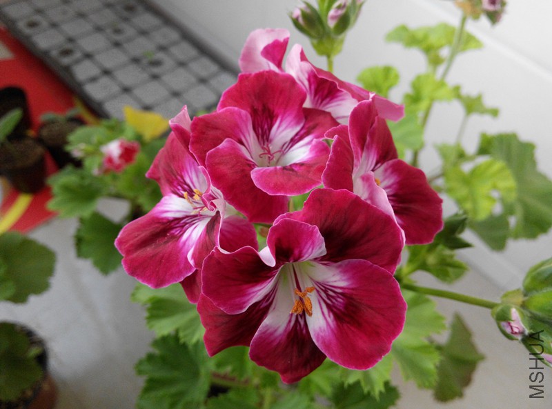IMG_20150422_055500.jpg