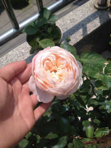 image.jpg