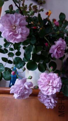 IMG_20150423_095033.jpg.JPG