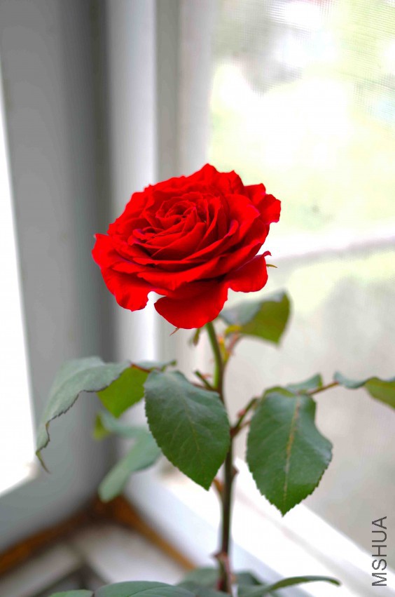 IMGP3954.jpg