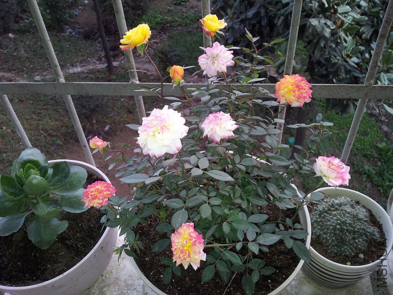 20131119_164035_����.jpg