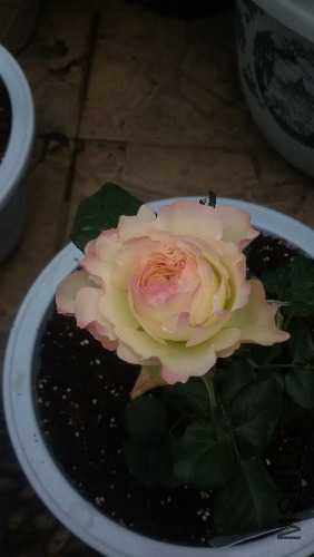 20150425_090754.jpg