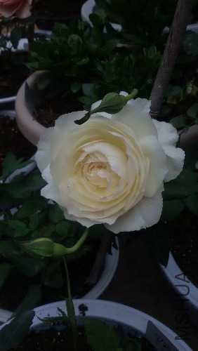 20150425_090809.jpg
