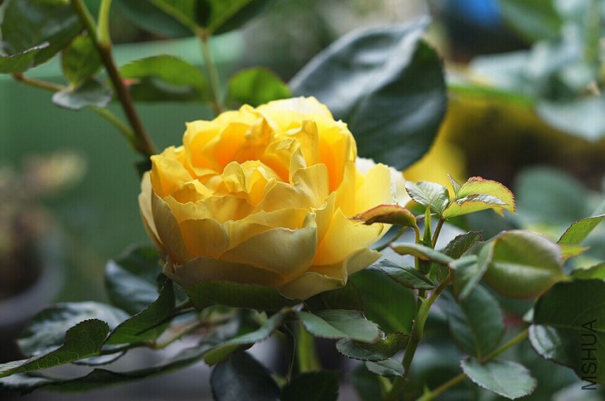 QQͼƬ20150425093836.jpg