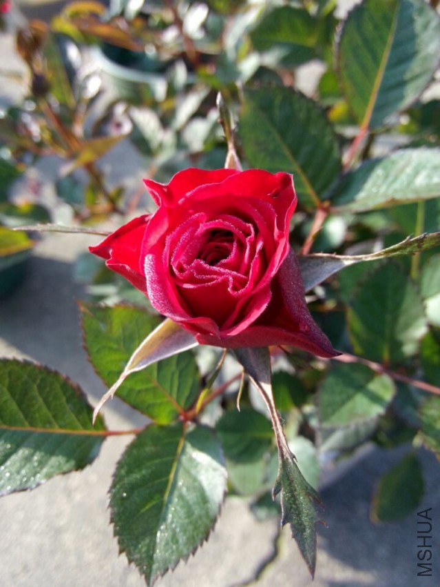 QQͼƬ20150425152217.jpg