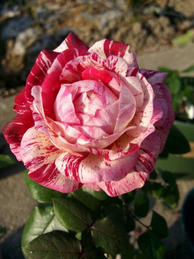 QQͼƬ20150425152357.jpg