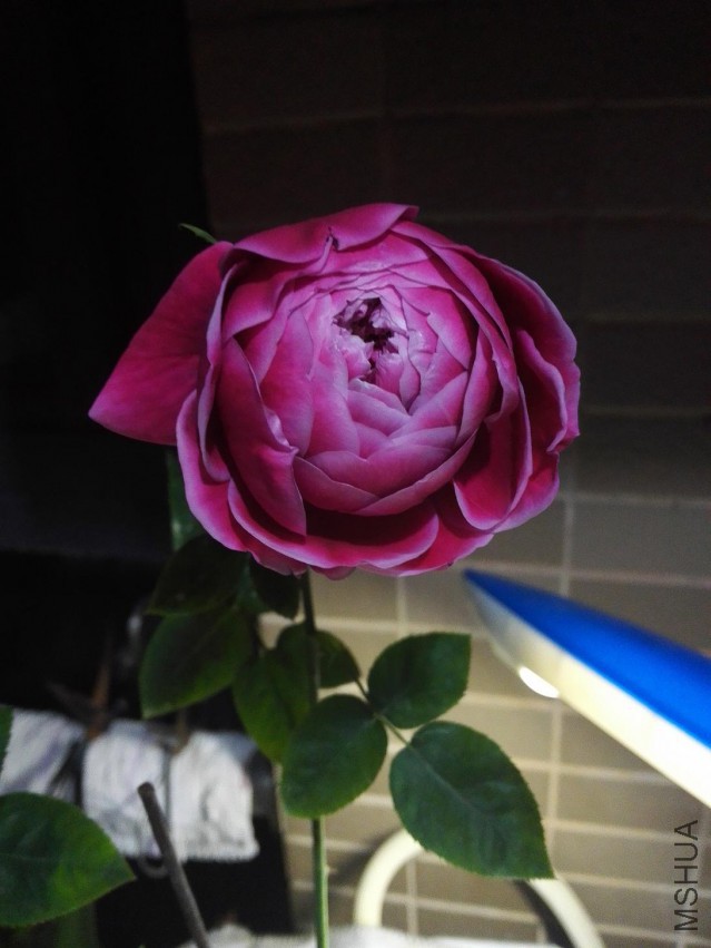 IMG_20150425_001140.jpg