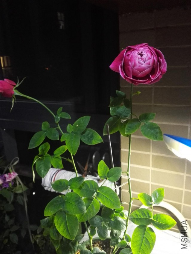 IMG_20150425_001158.jpg