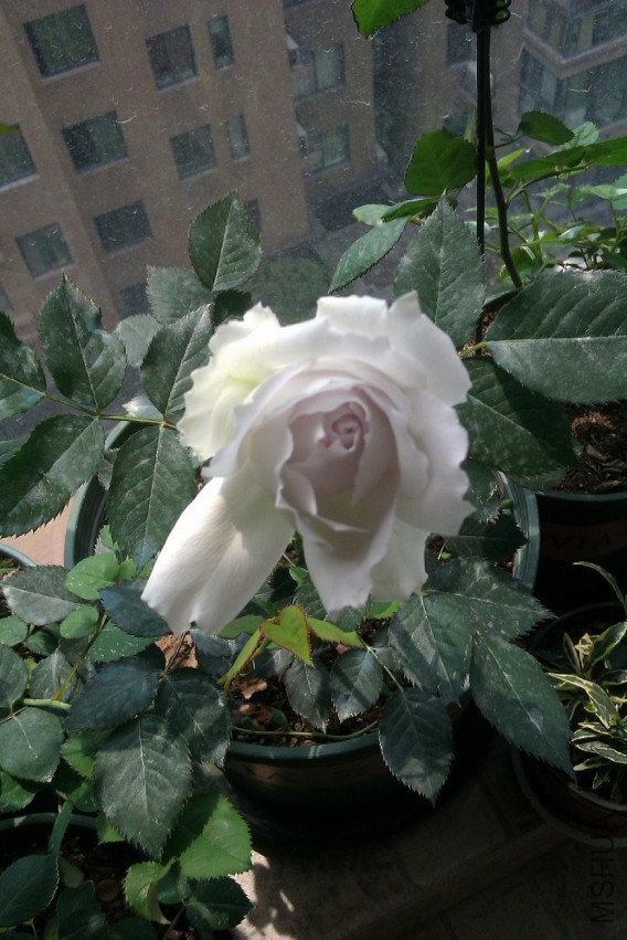 IMAG0717.jpg