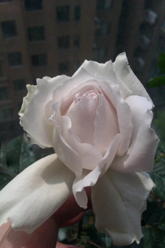 IMAG0718.jpg