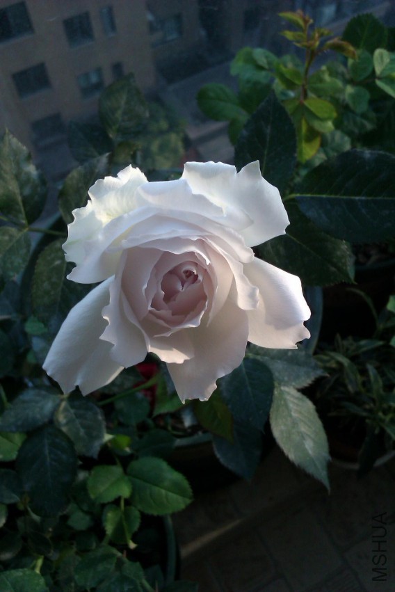 IMAG0723.jpg