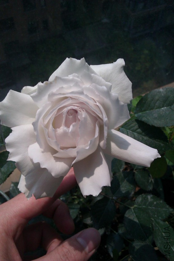 IMAG0727.jpg