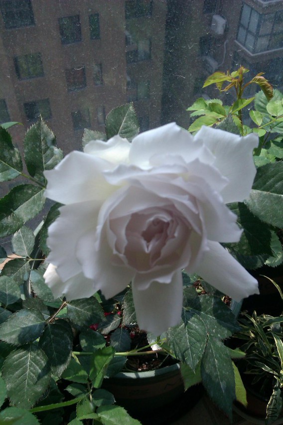 IMAG0728.jpg