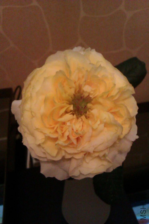 IMAG0713.jpg