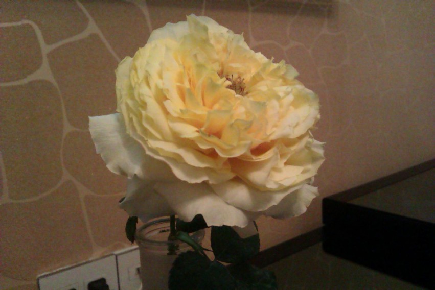 IMAG0714.jpg