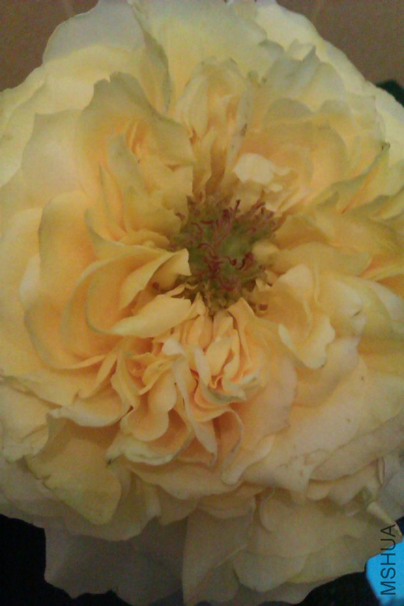 IMAG0715.jpg