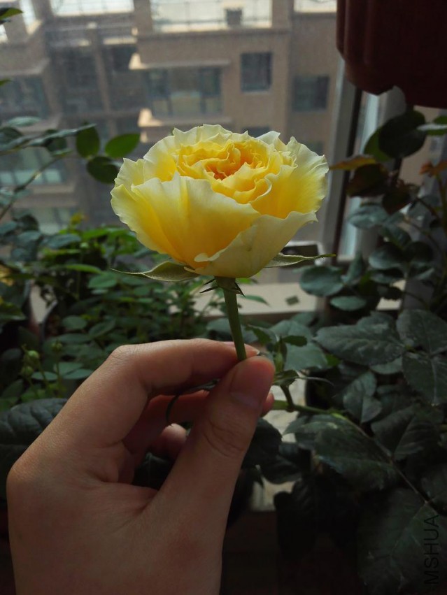 IMG_20150425_101754.jpg