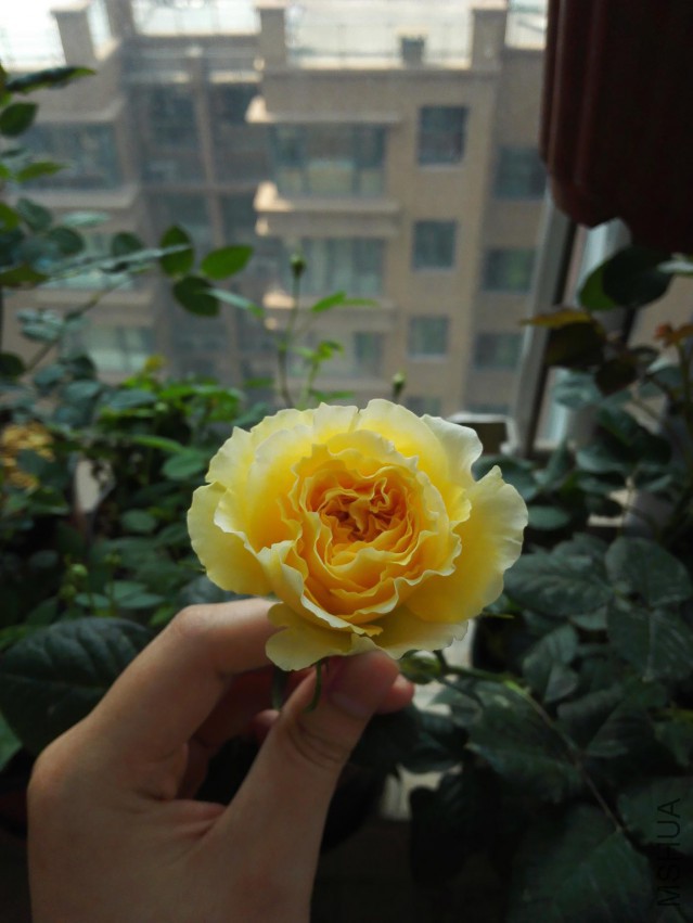 IMG_20150425_101803.jpg