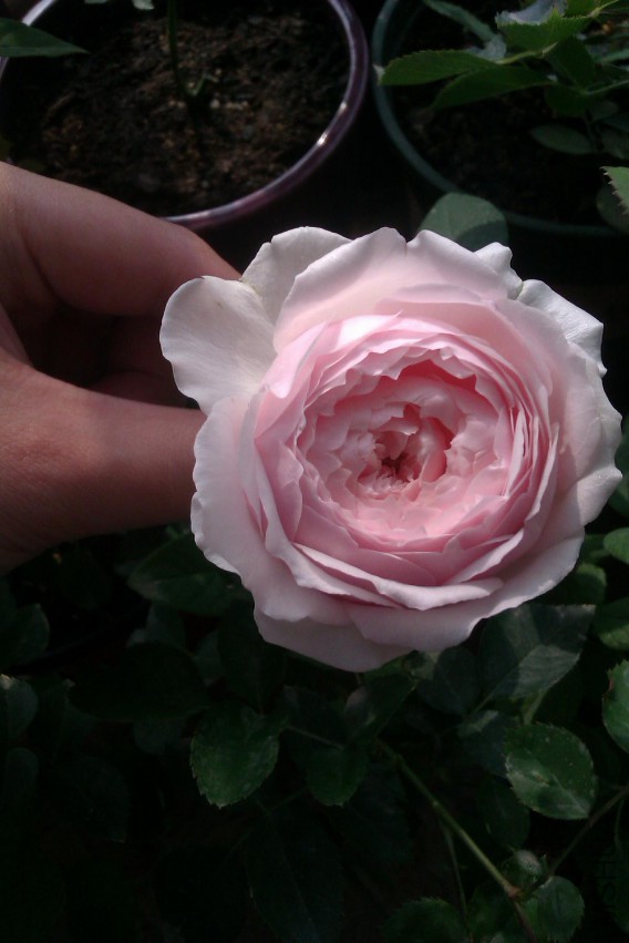 IMAG0647.jpg