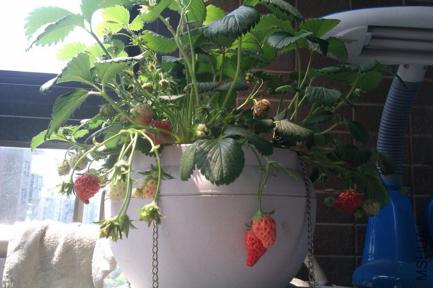 IMAG0732.jpg
