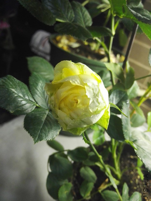 IMG_20150425_001732.jpg