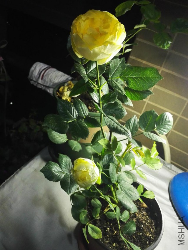 IMG_20150425_001741.jpg