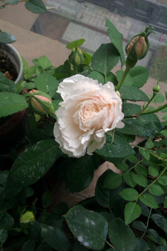 IMAG0716.jpg