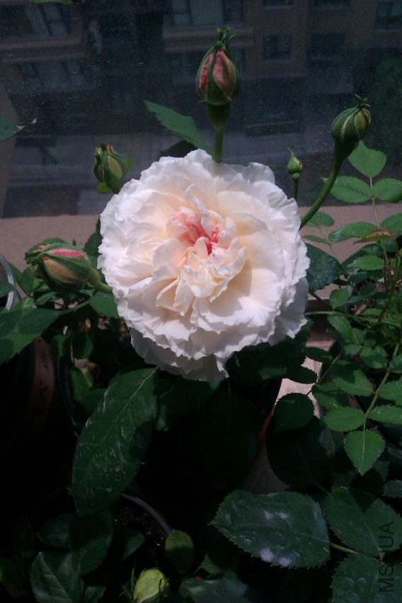 IMAG0720.jpg