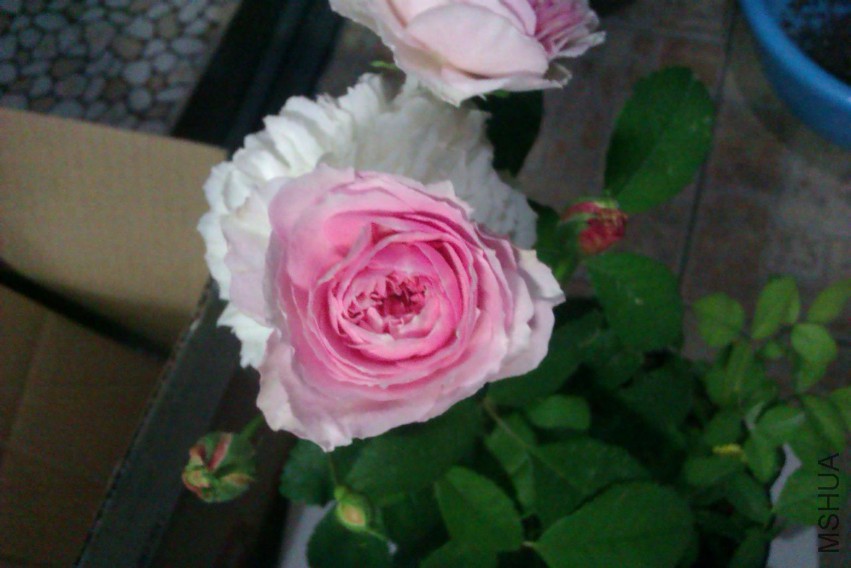 IMAG0736.jpg