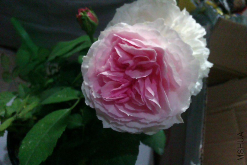 IMAG0737.jpg