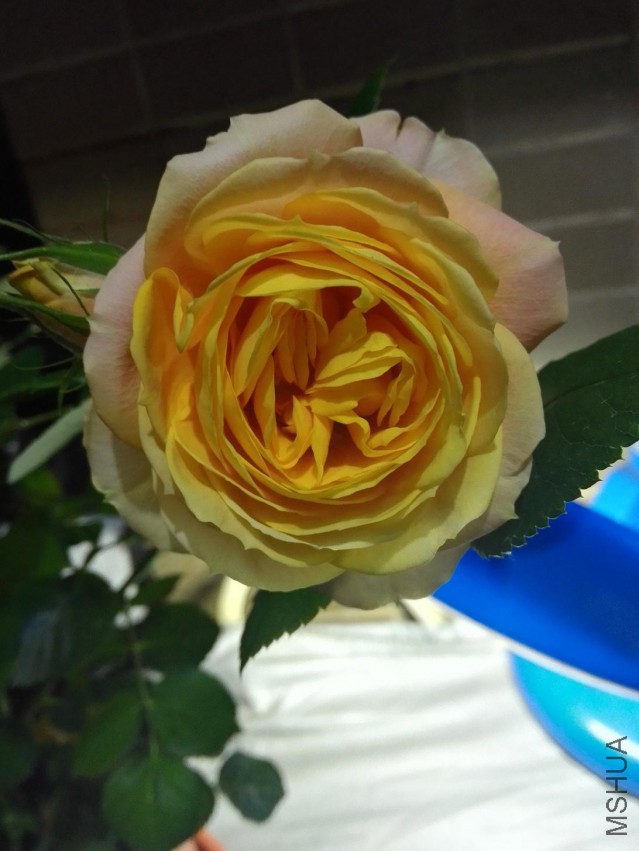 IMG_20150425_002427.jpg