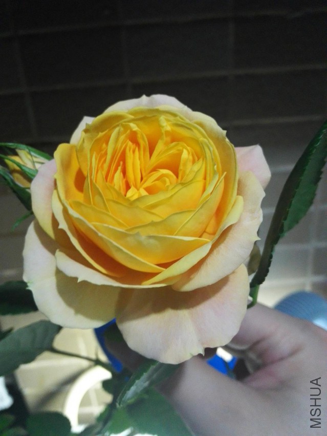 IMG_20150425_002502.jpg