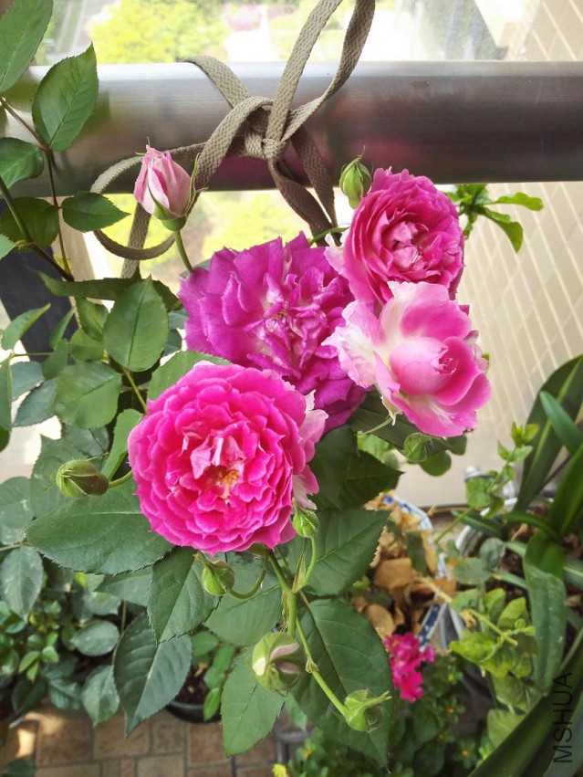 IMG_20150425_101903.jpg