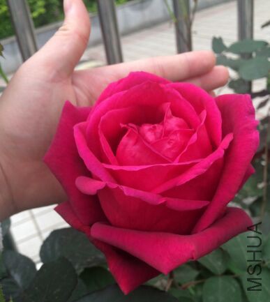 QQͼƬ20150425195255.jpg