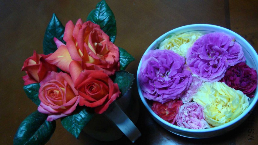 DSC08147.JPG
