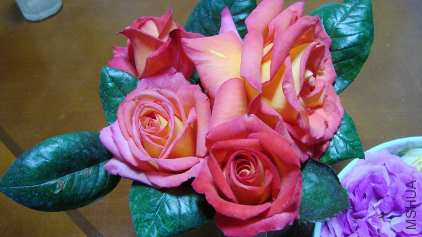DSC08146.JPG