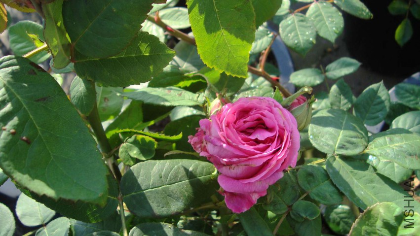 DSC08050.JPG