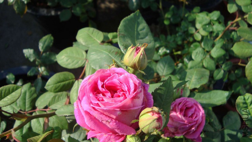 DSC08051.JPG