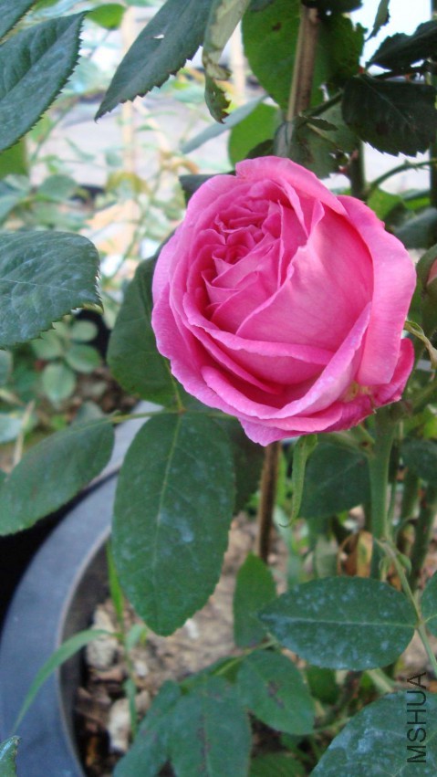 DSC08141.JPG