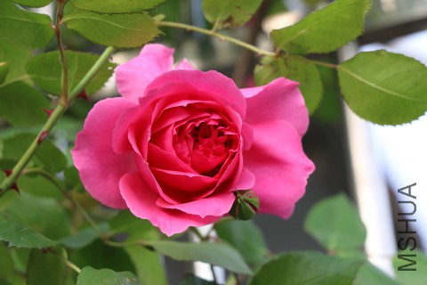 DPP_00002.JPG