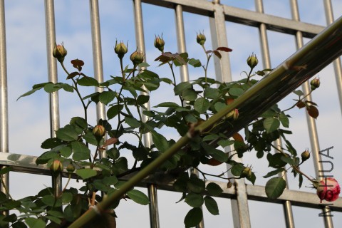 DPP_00006.JPG