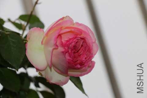 DPP_00004.JPG