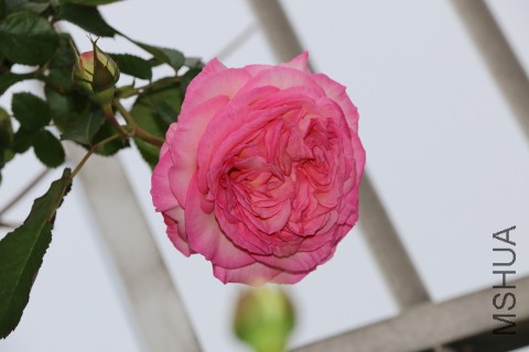 DPP_00005.JPG