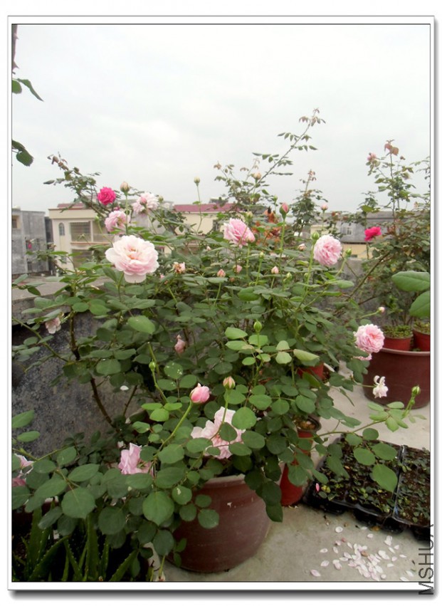 CIMG2655_����.jpg
