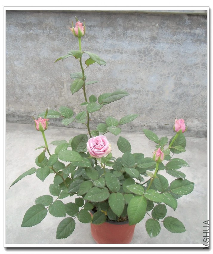 CIMG2680_����.jpg