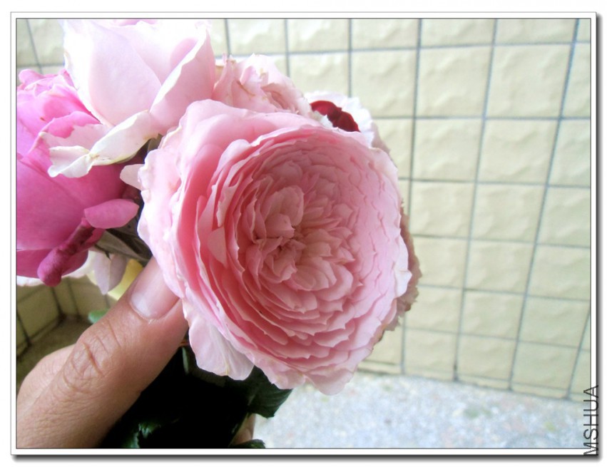 CIMG2694_����.jpg