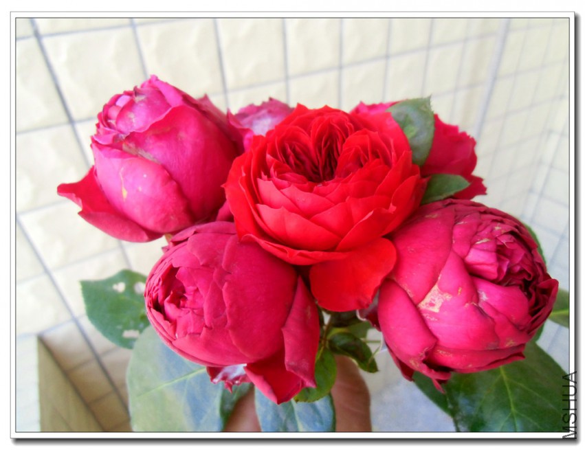CIMG2749_����.jpg
