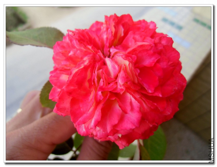 CIMG2751_����.jpg