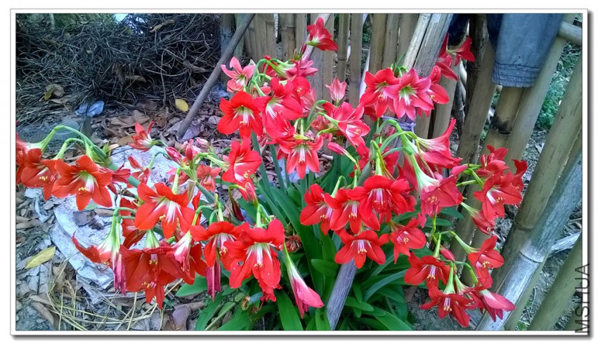 WP_20150330_013_����.jpg