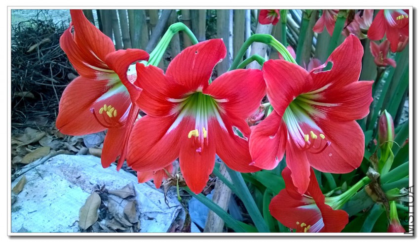 WP_20150330_016_����.jpg